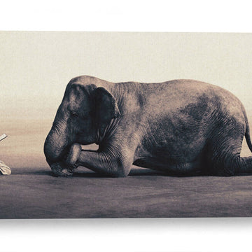 Fauna Silvestre