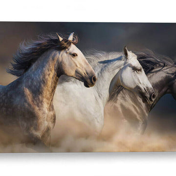 Caballos