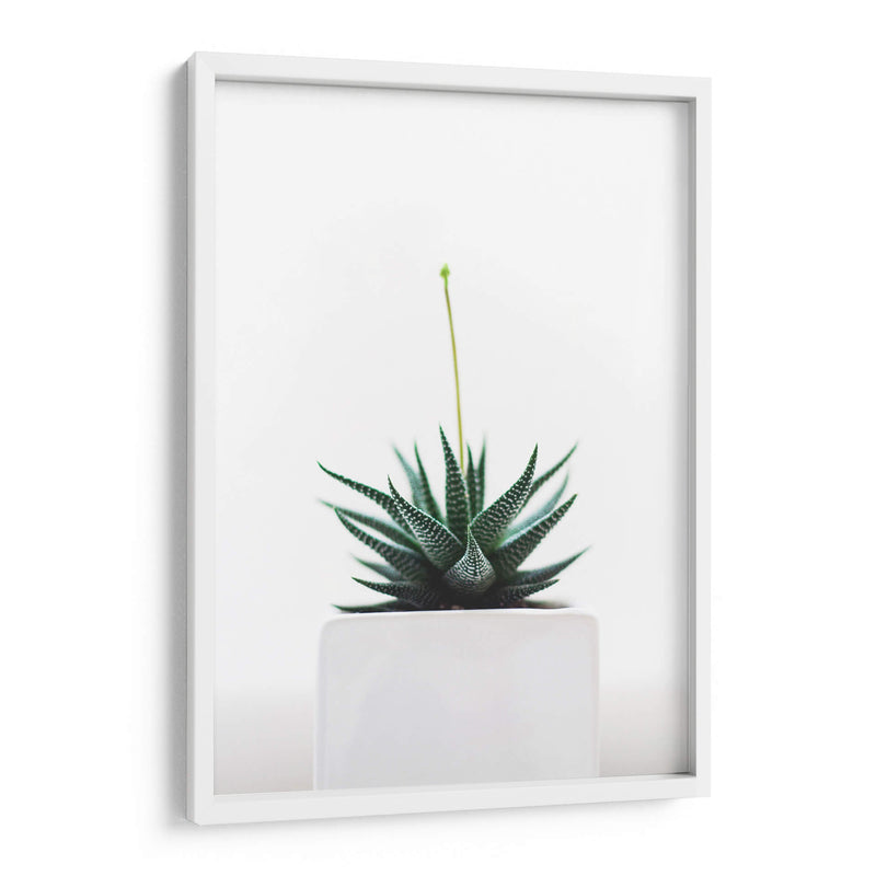 Plantita | Cuadro decorativo de Canvas Lab