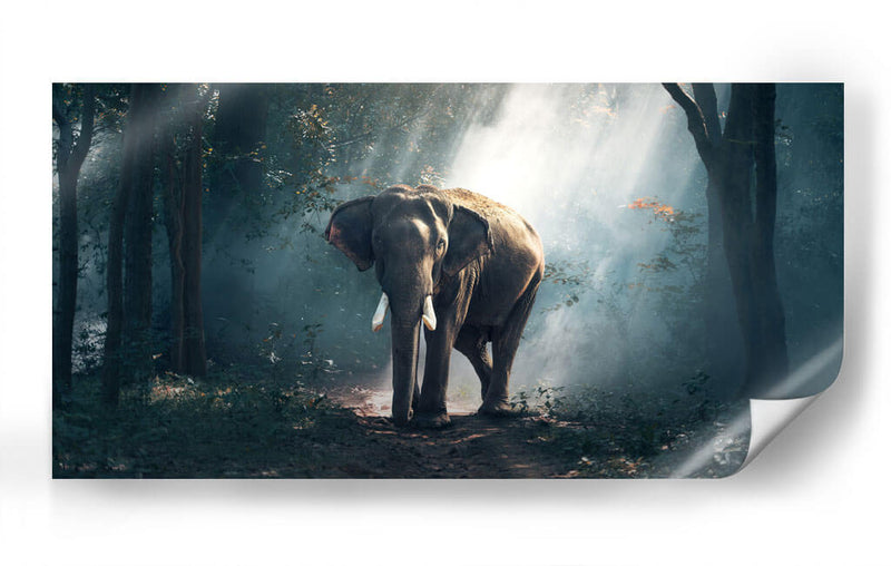 Elefante en el bosque | Cuadro decorativo de Canvas Lab