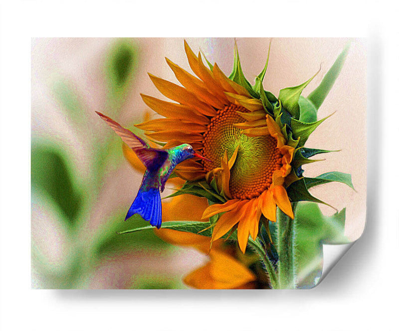 Hummingbird on sunflower - Ezdrifter | Cuadro decorativo de Canvas Lab