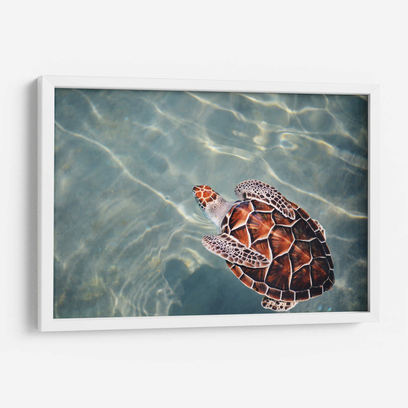 El nado de la tortuga | Cuadro decorativo de Canvas Lab