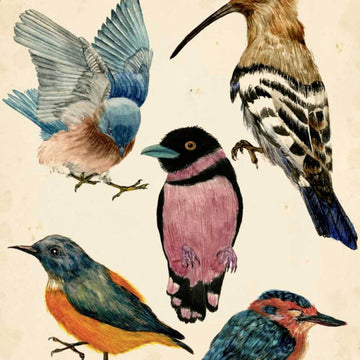 Aves