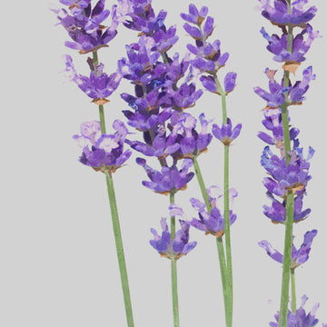 Ilustraciones Florales