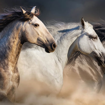 Animales