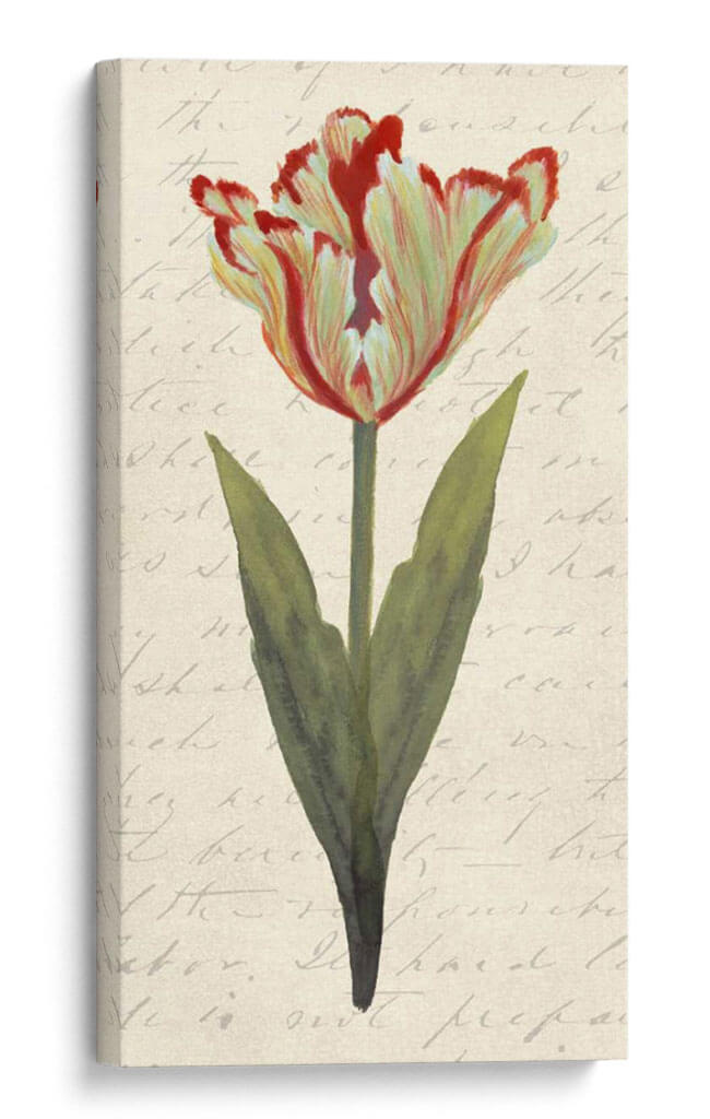 Doble Tulipanes I - Grace Popp | Cuadro decorativo de Canvas Lab