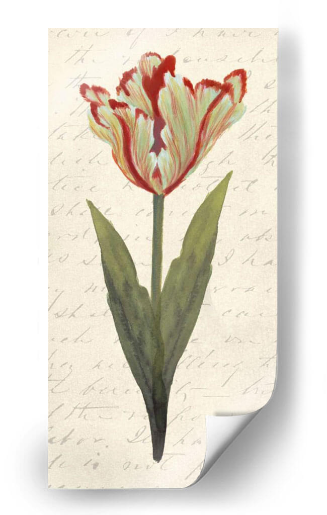 Doble Tulipanes I - Grace Popp | Cuadro decorativo de Canvas Lab