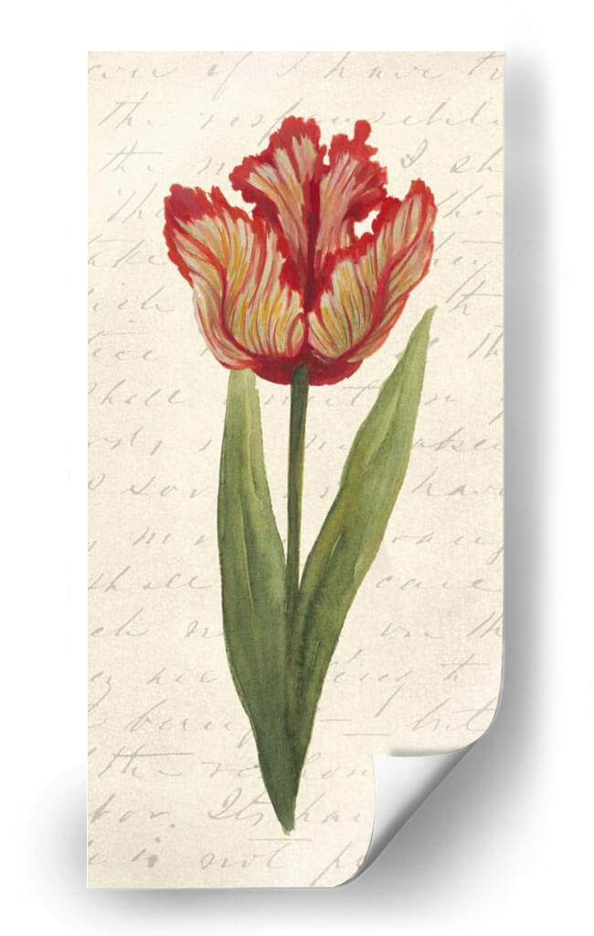 Doble Tulipanes II - Grace Popp | Cuadro decorativo de Canvas Lab