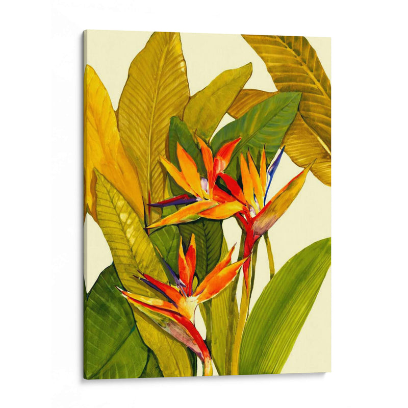 Ave Del Paraíso Tropical - Tim OToole | Cuadro decorativo de Canvas Lab