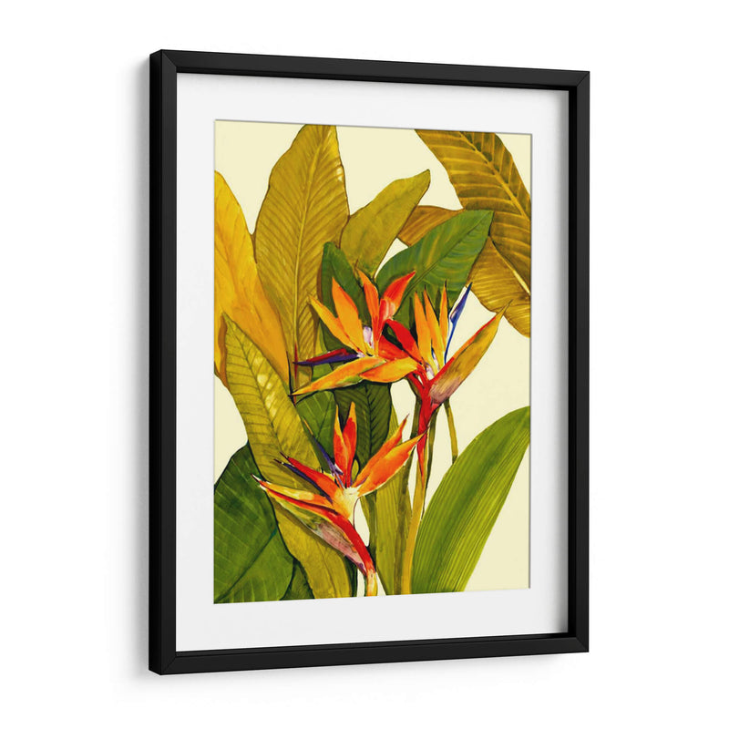 Ave Del Paraíso Tropical - Tim OToole | Cuadro decorativo de Canvas Lab