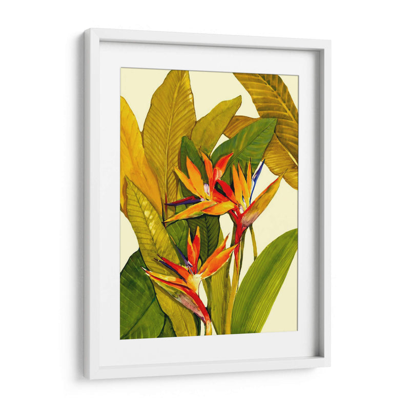 Ave Del Paraíso Tropical - Tim OToole | Cuadro decorativo de Canvas Lab