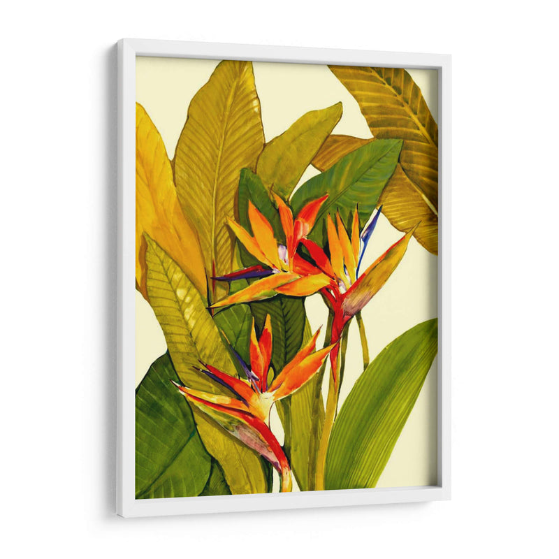 Ave Del Paraíso Tropical - Tim OToole | Cuadro decorativo de Canvas Lab