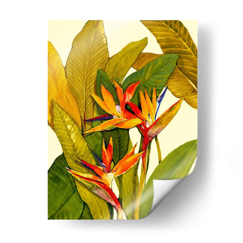 Ave Del Paraíso Tropical - Tim OToole | Cuadro decorativo de Canvas Lab