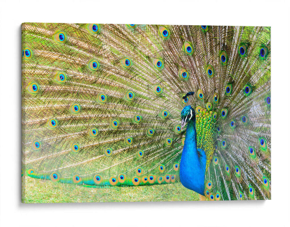 El pavorreal | Cuadro decorativo de Canvas Lab