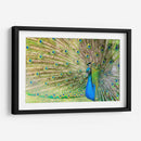 El pavorreal | Cuadro decorativo de Canvas Lab