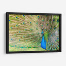 El pavorreal | Cuadro decorativo de Canvas Lab