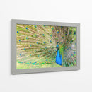El pavorreal | Cuadro decorativo de Canvas Lab