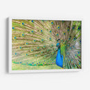 El pavorreal | Cuadro decorativo de Canvas Lab