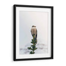 Posando en el pino | Cuadro decorativo de Canvas Lab