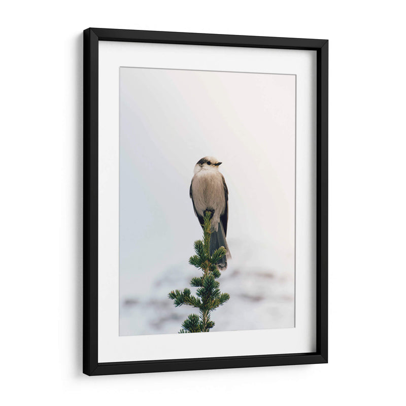 Posando en el pino | Cuadro decorativo de Canvas Lab