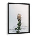 Posando en el pino | Cuadro decorativo de Canvas Lab