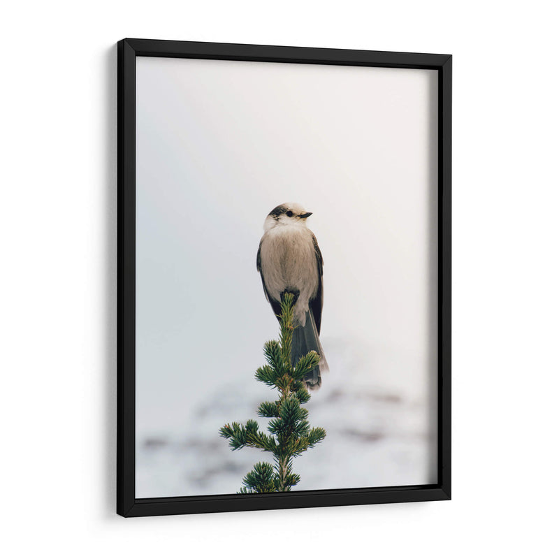 Posando en el pino | Cuadro decorativo de Canvas Lab