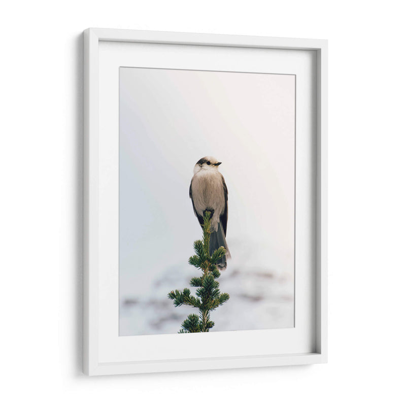 Posando en el pino | Cuadro decorativo de Canvas Lab