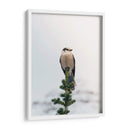 Posando en el pino | Cuadro decorativo de Canvas Lab