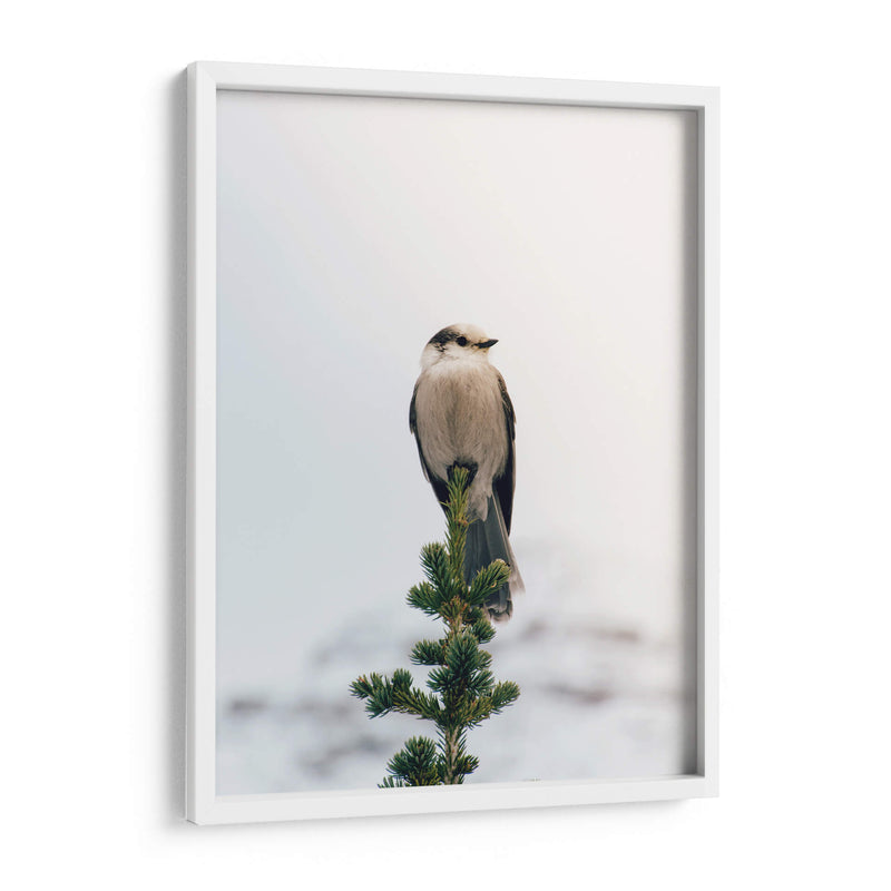 Posando en el pino | Cuadro decorativo de Canvas Lab