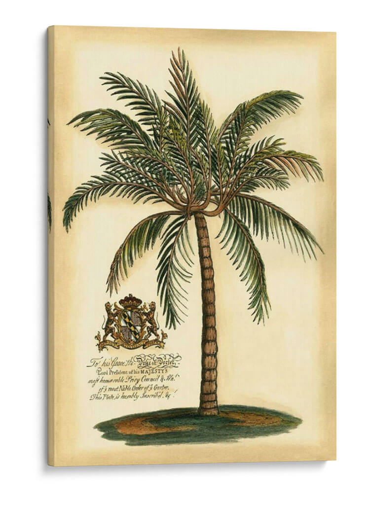 British Colonial Palm III - Vision Studio | Cuadro decorativo de Canvas Lab