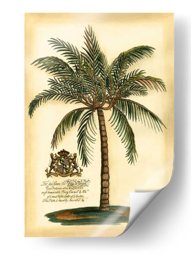 British Colonial Palm III - Vision Studio | Cuadro decorativo de Canvas Lab