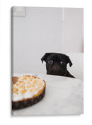 Pug negro curioso | Cuadro decorativo de Canvas Lab