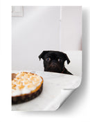 Pug negro curioso | Cuadro decorativo de Canvas Lab