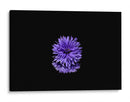Reflejo morado | Cuadro decorativo de Canvas Lab
