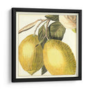 Limón Gráfico - Vision Studio | Cuadro decorativo de Canvas Lab