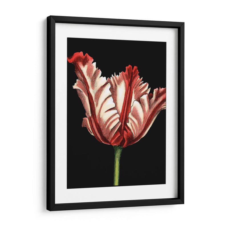 Vibrante Tulipanes II - Ethan Harper | Cuadro decorativo de Canvas Lab