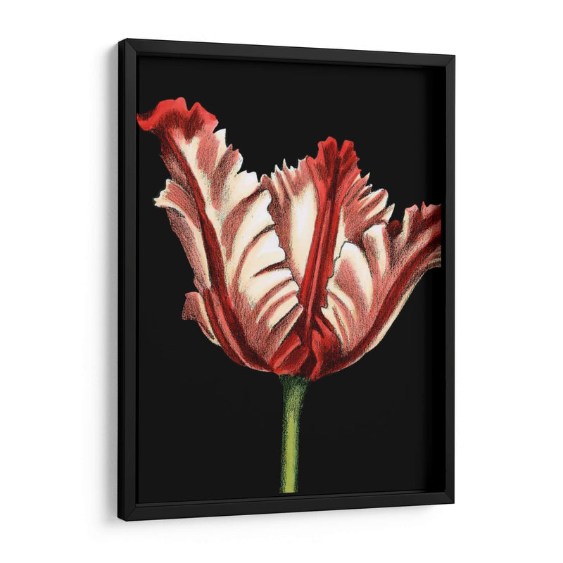 Vibrante Tulipanes II - Ethan Harper | Cuadro decorativo de Canvas Lab