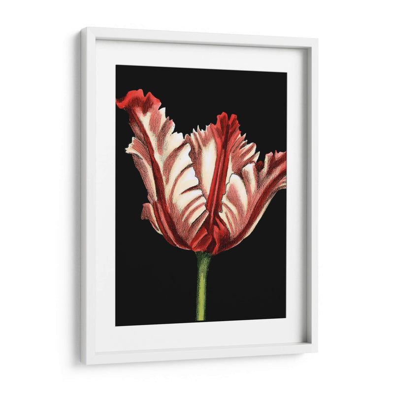 Vibrante Tulipanes II - Ethan Harper | Cuadro decorativo de Canvas Lab