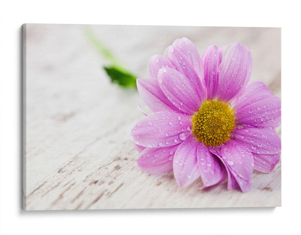 Rocío sobre una flor | Cuadro decorativo de Canvas Lab