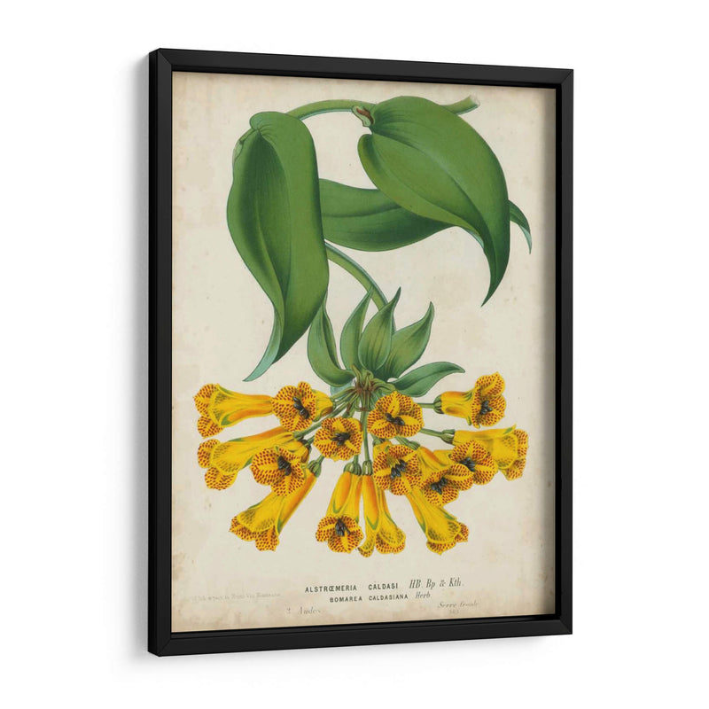 Matriz Tropical II - Horto Van Houtteano | Cuadro decorativo de Canvas Lab