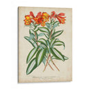 Matriz Tropical III - Horto Van Houtteano | Cuadro decorativo de Canvas Lab