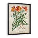 Matriz Tropical III - Horto Van Houtteano | Cuadro decorativo de Canvas Lab