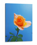 Rosa de durazno | Cuadro decorativo de Canvas Lab