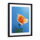 Rosa de durazno | Cuadro decorativo de Canvas Lab