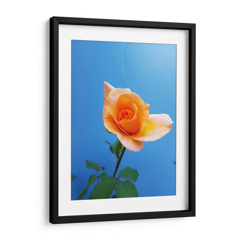 Rosa de durazno | Cuadro decorativo de Canvas Lab