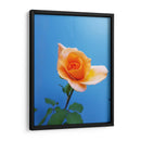 Rosa de durazno | Cuadro decorativo de Canvas Lab