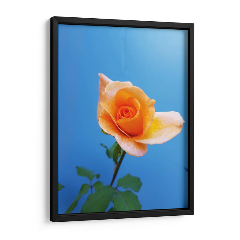 Rosa de durazno | Cuadro decorativo de Canvas Lab