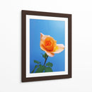 Rosa de durazno | Cuadro decorativo de Canvas Lab