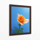 Rosa de durazno | Cuadro decorativo de Canvas Lab