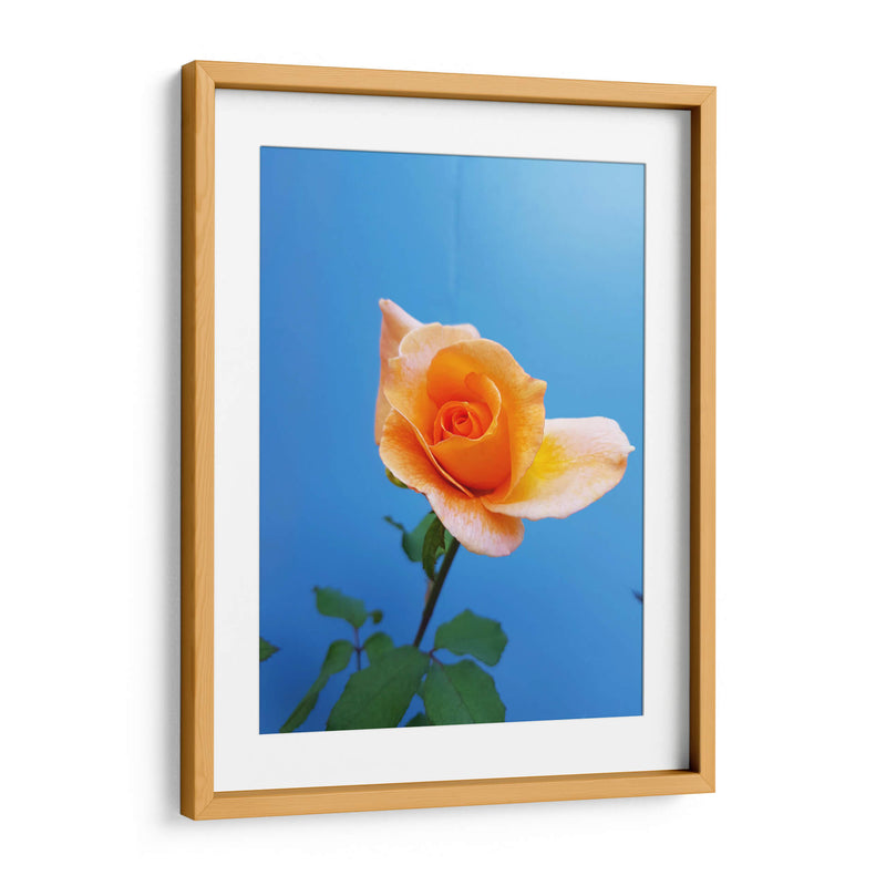 Rosa de durazno | Cuadro decorativo de Canvas Lab